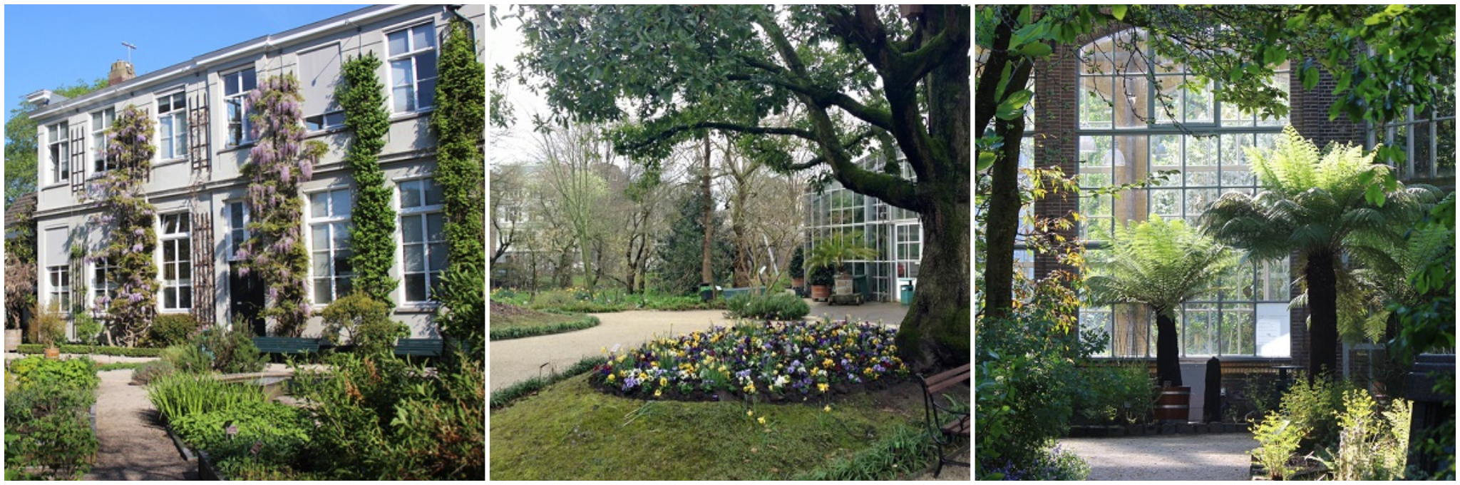 hortus botanicus