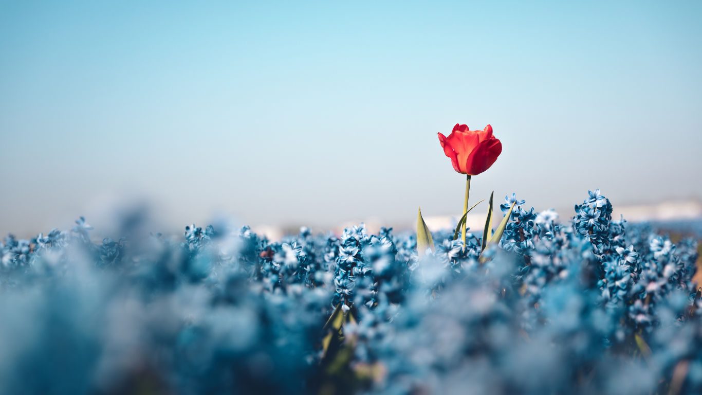 rode klaproos - veld met bloemen - eruit springen - uniek - persoonlijk - centraal - focus - persoonlijke uitvaart - persoonlijk afscheid - niet hetzelfde - anders