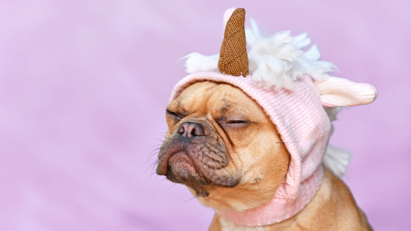 lief hondje verkleed - halloween - huisdieren en halloween - masker - mutsje - rememberme pets - fotoshoot huisdier halloween