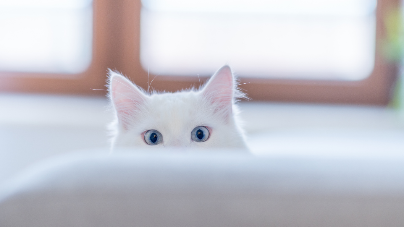 Wat de lichaamstaal van je kat je vertelt