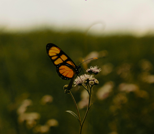 als een vlinder - rememberme - rouw - verlies - rouw gedicht - rememberme gedichten - gemis - verlis