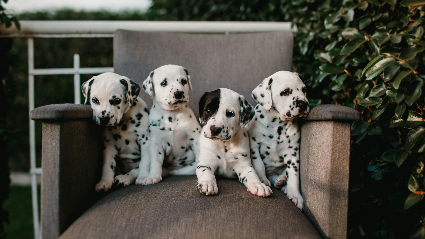 101 dalmatiers