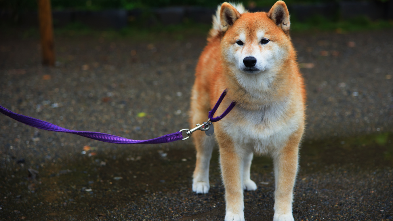 Hachi: A Dog's Tale