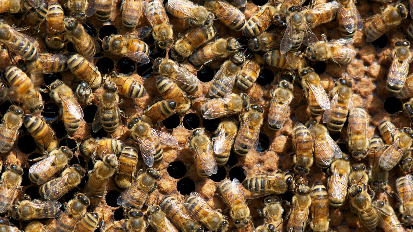 250 miljoen bijen ontsnapt na vrachtwagenongeluk bij grens VS en Canada